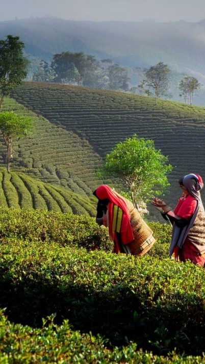 Tourism In India assam